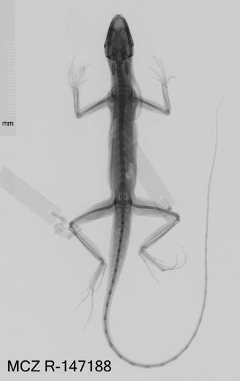 Media type: image;   Herpetology R-147188 Aspect: dorsoventral x-ray